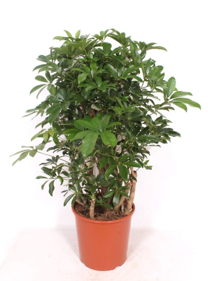 Schefflera arboricola 'Compacta'