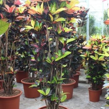 Codiaeum Iceton