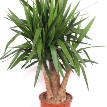 Yucca elephantipes
