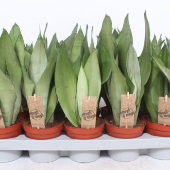 Sansevieria Moonshine
