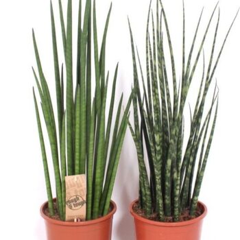 Sansevieria Luxe mix