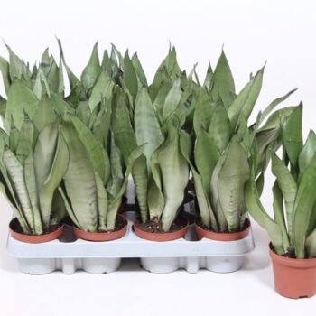 Sansevieria Moonshine