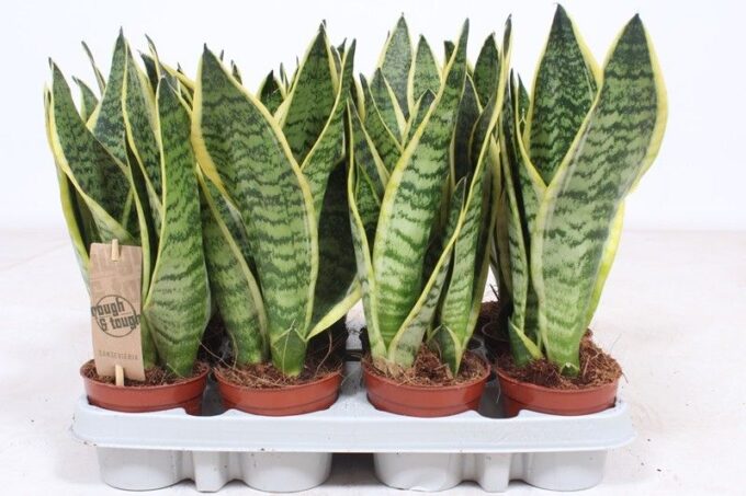 Sansevieria Superba