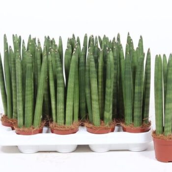 Sansevieria Straight