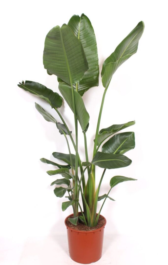 Strelitzia nicolai