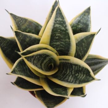 Sansevieria Golden Edge Hahnii