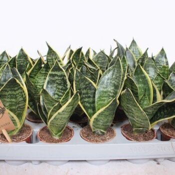 Sansevieria Golden Edge Hahni
