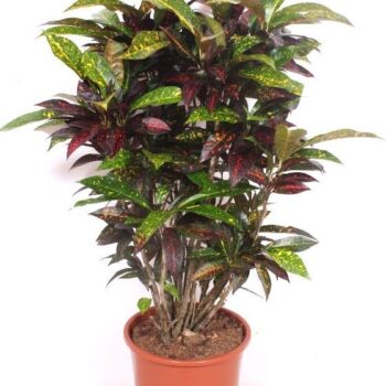 Codiaeum Freckles