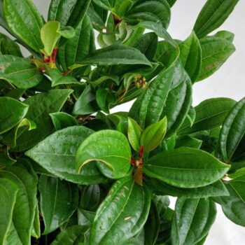 Viburnum davidii