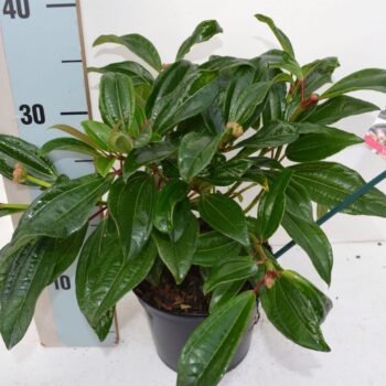 Viburnum davidii