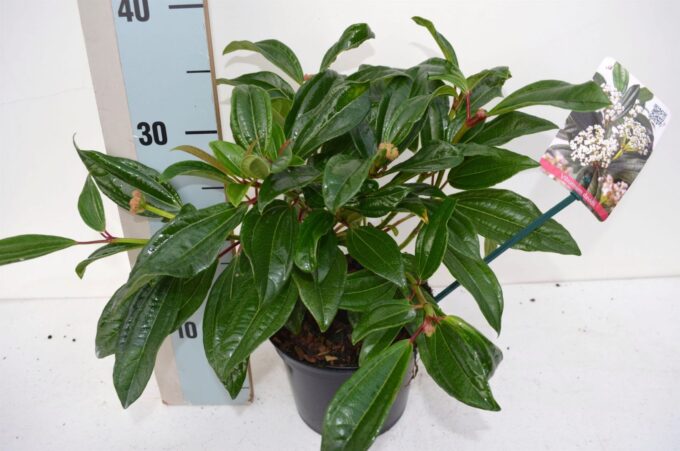 Viburnum davidii