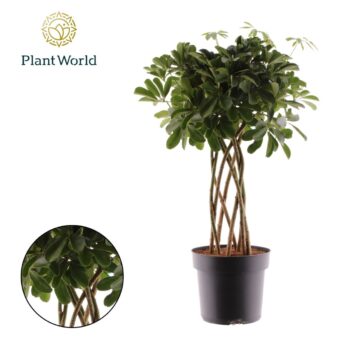 Schefflera Nora