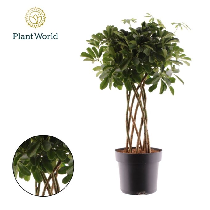Schefflera Nora
