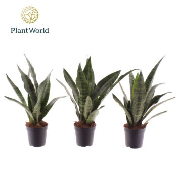 Sansevieria Black Coral