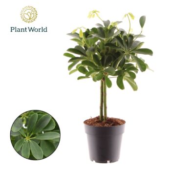 Schefflera Nora