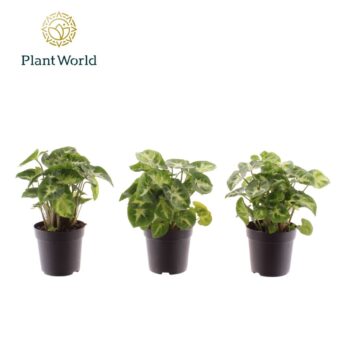 Syngonium Pixie