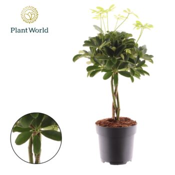 Schefflera Nora