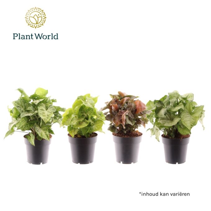 Syngonium mix
