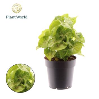 Syngonium Golden