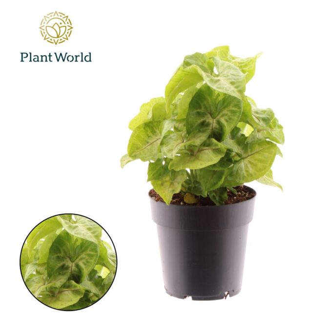 Syngonium Golden