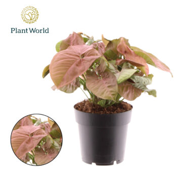 Syngonium Red Heart
