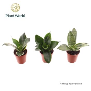 Sansevieria Tiny mix