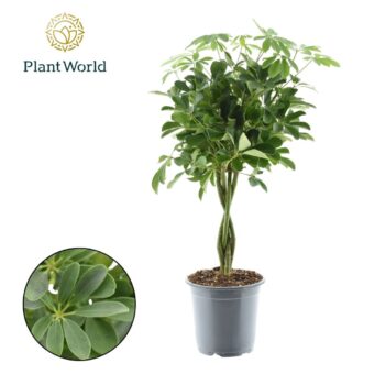 Schefflera Nora