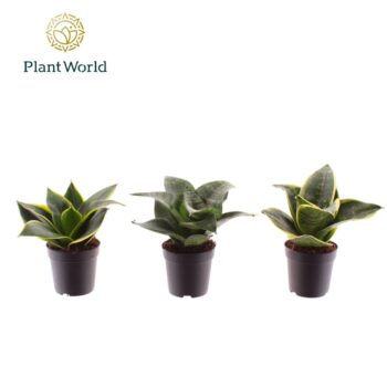 Sansevieria Dwarf mix
