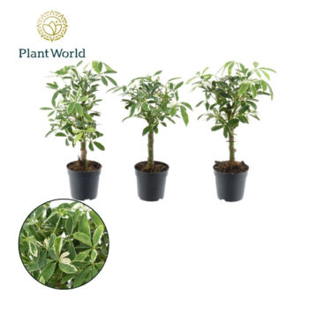 Schefflera Moondrop