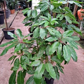 Schefflera Amate bush 160