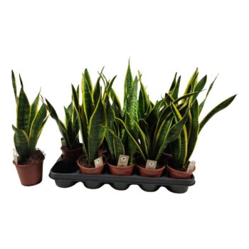 Sansevieria trifasciata 'Laurentii' 45cm