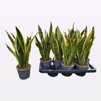 Sansevieria trifasciata 'Laurentii' 45cm