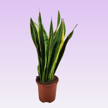 Sansevieria trifasciata 'Laurentii' 60cm
