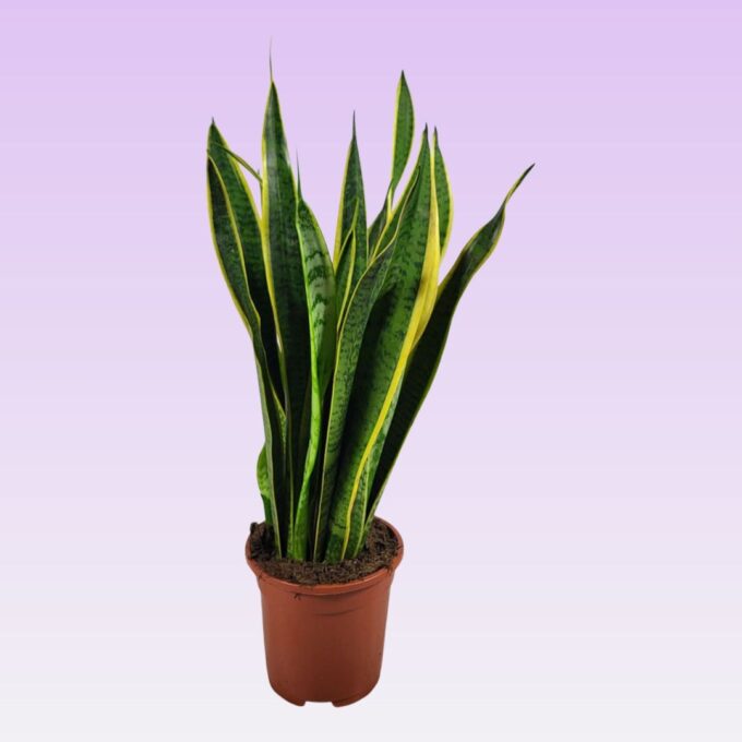 Sansevieria trifasciata 'Laurentii' 60cm