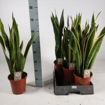 Sansevieria trifasciata 'Laurentii' 75cm
