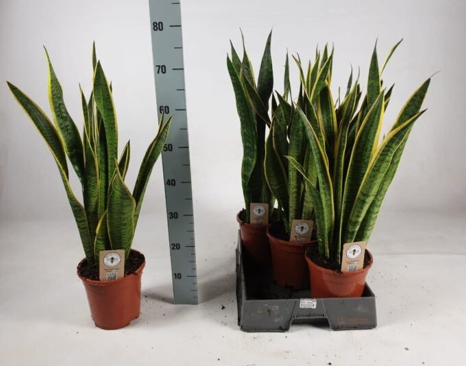 Sansevieria trifasciata 'Laurentii' 75cm