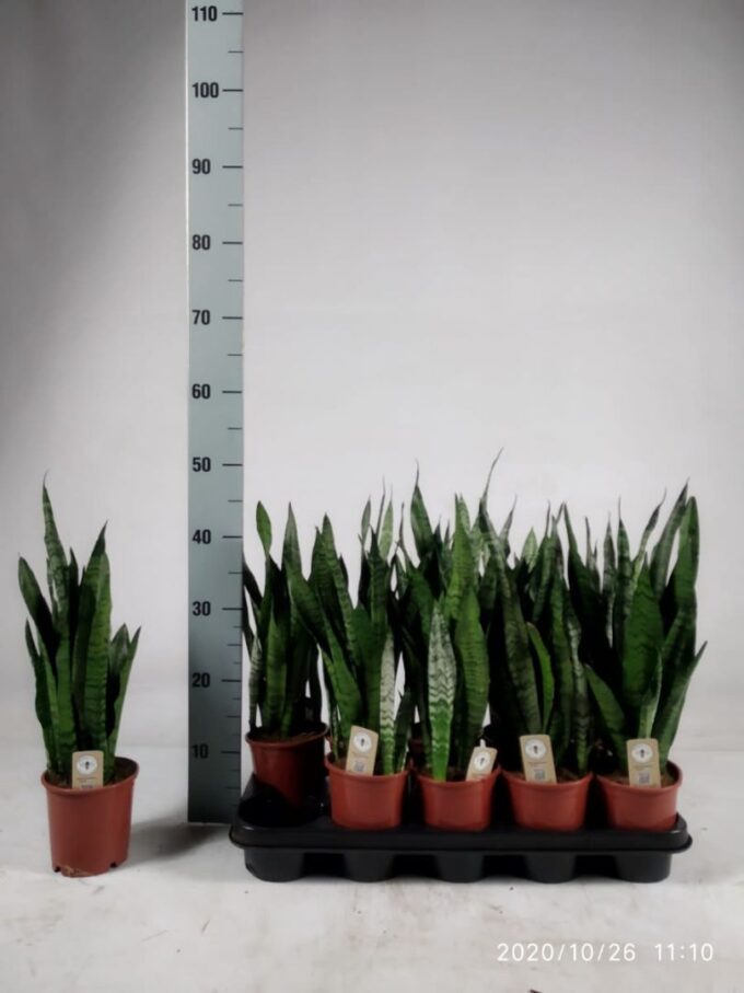 Sansevieria zeylanica 45cm