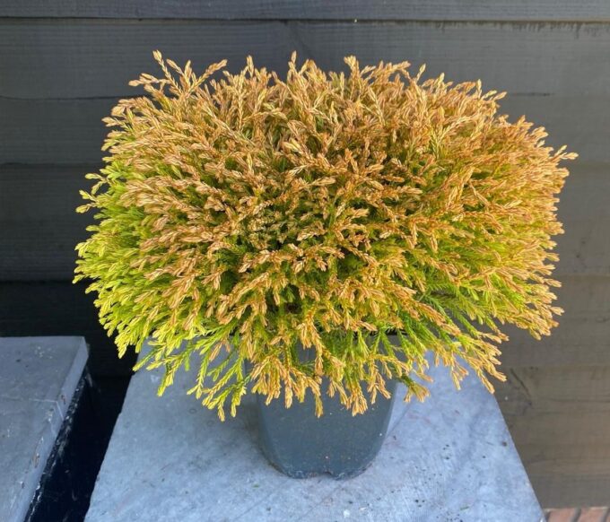 Thuja occidentalis 'Golden Tuffet' P17