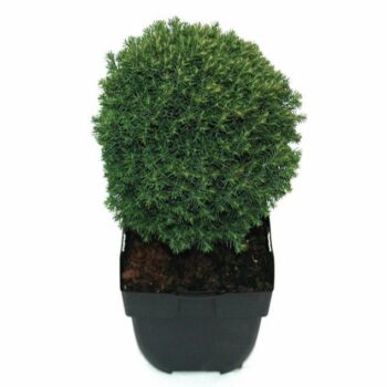 Thuja occidentalis 'Teddy' P17