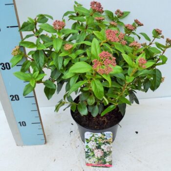 Viburnum tinus
