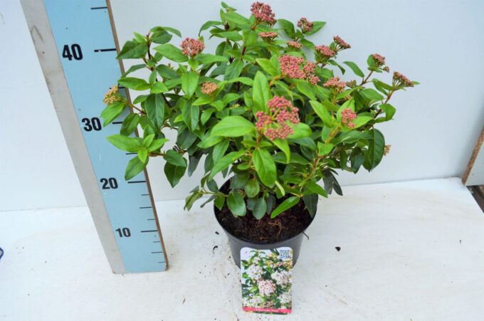 Viburnum tinus