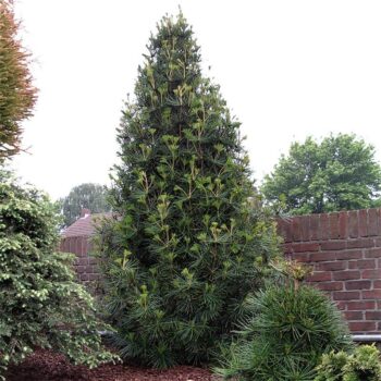 Sciadopitys verticilata