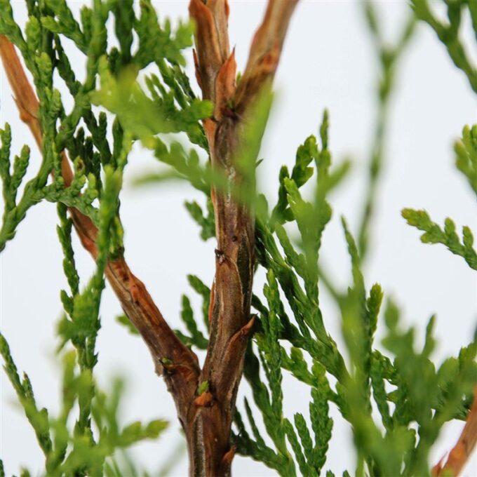 Thuja occidentalis 'King of Brabant' (pbr)