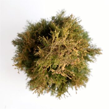 Thuja occidentalis 'Smaragd'