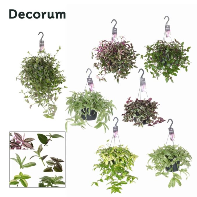 Tradescantia Mix