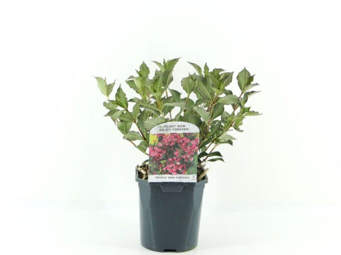 Weigela flor. Nana Purpurea