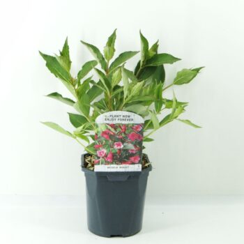 Weigela Minuet