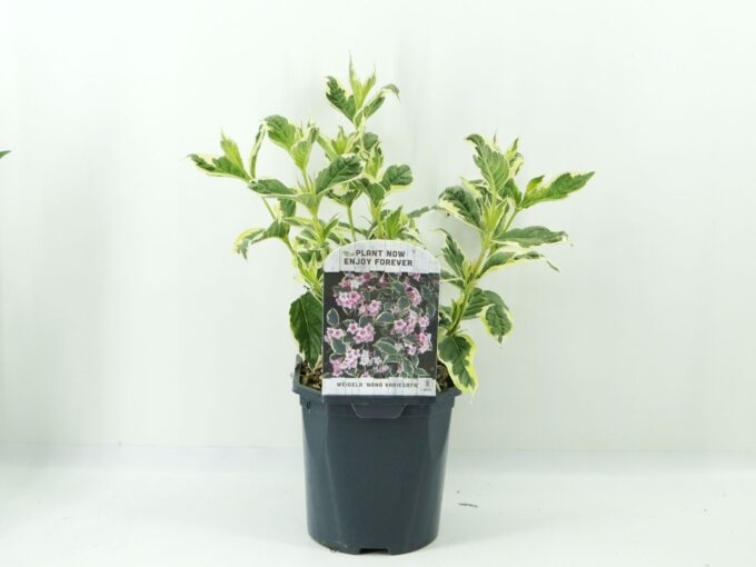 Weigela flor. Nana Variegata
