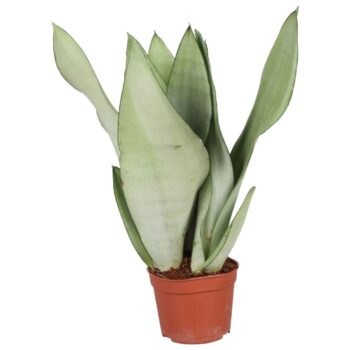 Sansevieria Moonshine