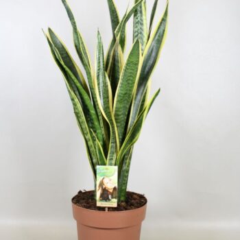 Sansevieria Laurentii